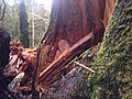 2014. Sitka spruce tree failure from Phaeolus schweinitzii on the Hoh, Olympic National Park, Washington. (24751780937).jpg