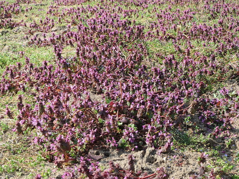 File:20150320Lamium purpureum1.jpg