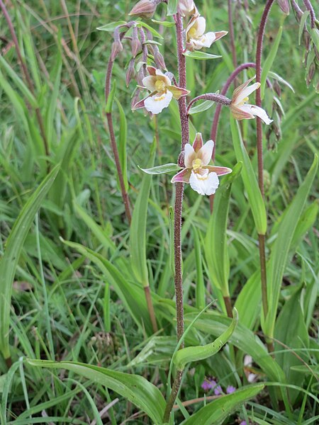 File:20150621Epipactis palustris1.jpg