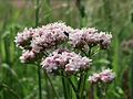 20160517Valeriana officinalis3.jpg