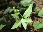 20170823Persicaria hydropiper.jpg