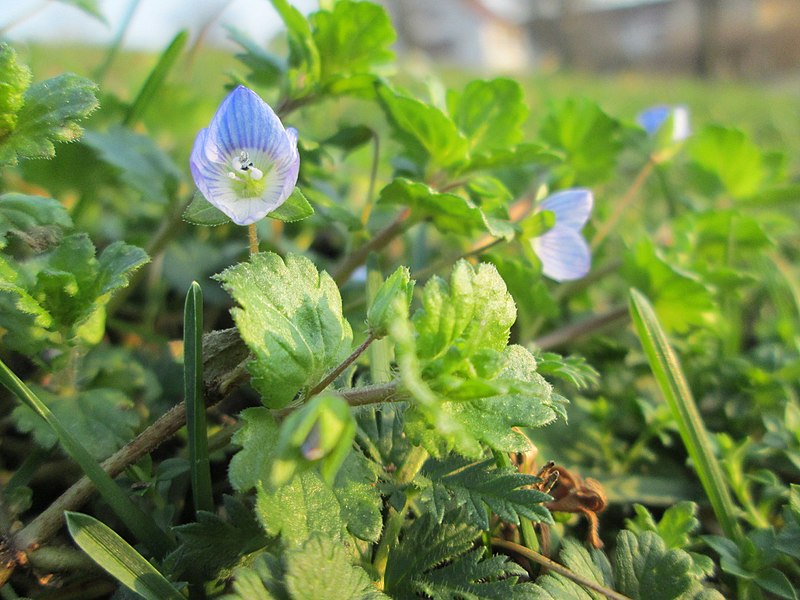 File:20180208Veronica persica2.jpg