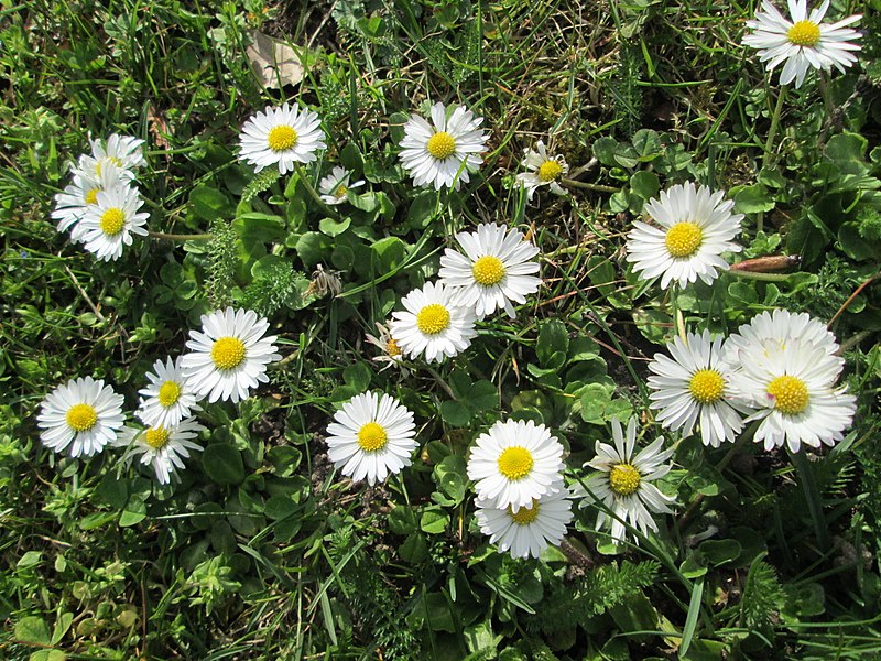 File:20180409Bellis perennis.jpg