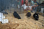 Fancy pigeons at the Poultry & Rabbit Palace