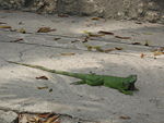 Iguana en los alrededores del Hotel El Prado.