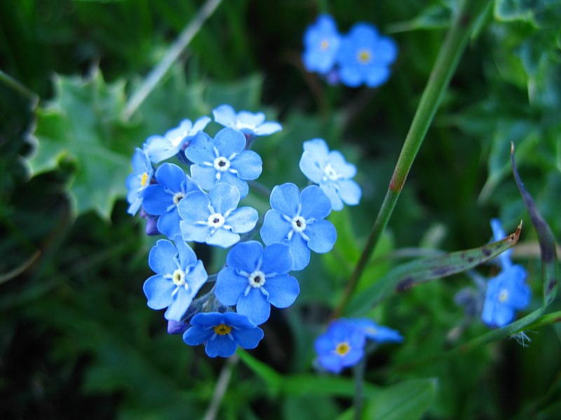 File:3542 - Fiescheralp - Myosotis.JPG