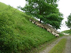 Sheep husbandry in Baden-Württemberg‎ (Herbertingen)