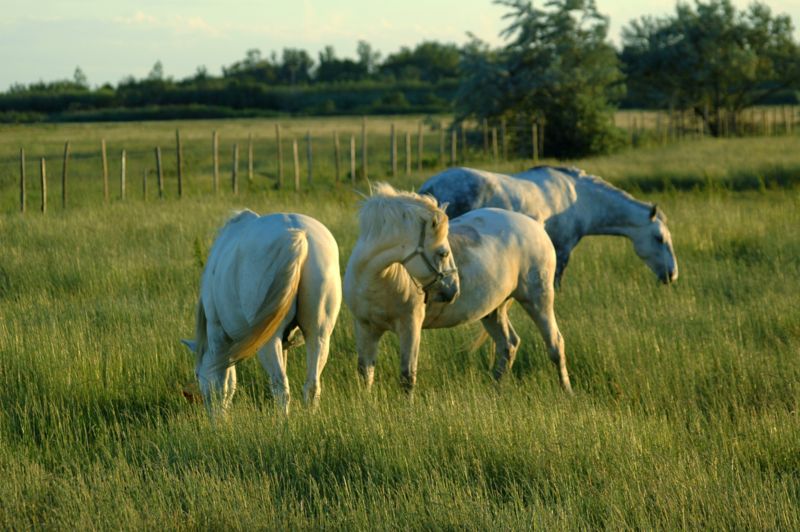 File:3 horses on pasture.JPG