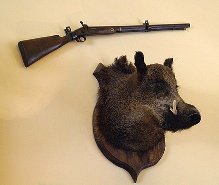 Hunting trophy of an aristocrat