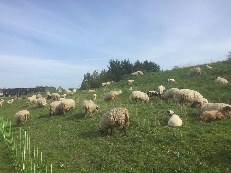 File:5673 Schaapskudde Waterskiplas Westpark.DeHeld.RoegeBos.Gravenburg Vinkhuizen Schapen Dijk.jpg