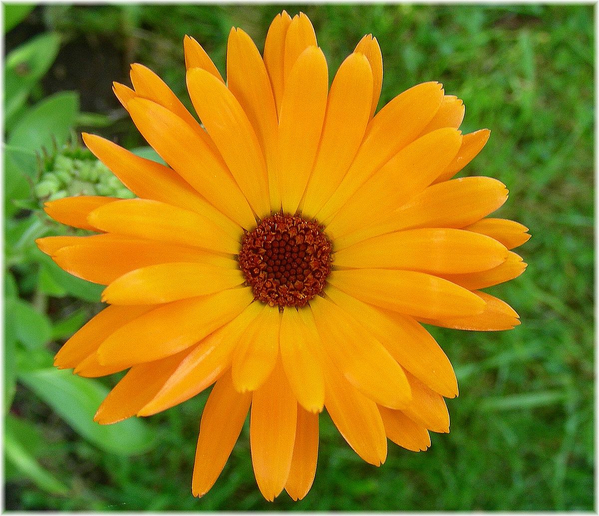 Calendula - Wikipedia, a enciclopedia libre