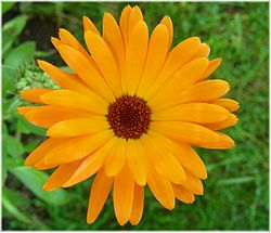 Calendula - Wikipedia, a enciclopedia libre