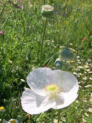 Papaver Somniferum: Descripción, Historia, Usos