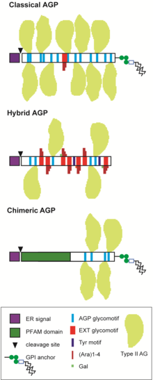 Schematic of the predicted structures of selected AGP sub-families. Classical AGPs contain glycomotifs directing hydroxylation of P to O and subsequent O-glycosylation to which large type II arabinogalactan chains (Type II AG, yellow shapes) are attached. Many AGPs are predicted to contain a GPI-anchor at the C-terminus. Hybrid AGPs contain motifs characteristic of more than one HRGP family, for example glycomotifs typical of extensins (SP3-5; red bars) that direct addition of short arabinose (Ara) side chains (dark red) on Hyp and galactose (Gal; green) on Ser residues. Cross-linking Tyr motifs (dark blue bars) may also be present in the protein backbone. Chimeric AGPs have a recognised PFAM domain (green) in addition to the AGP region. AGP Figure wiki v1.tif