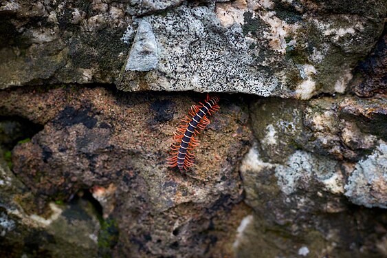 A millipede insect Photographer: User:Treysam