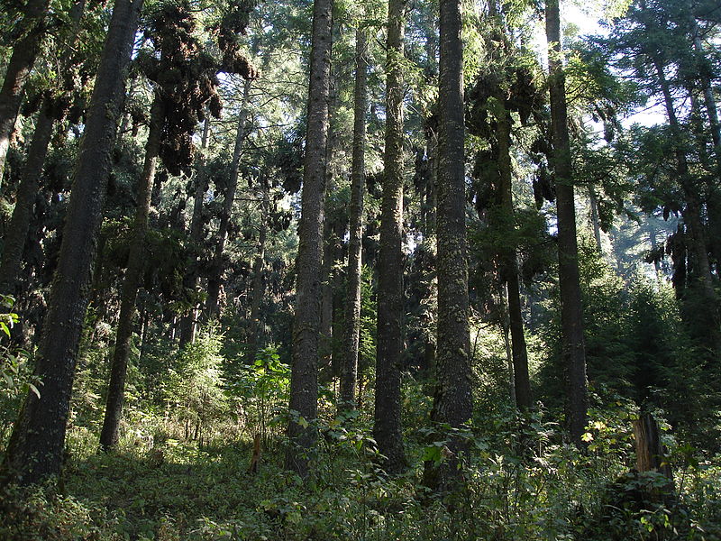 File:Abies religiosa El Rosario 9.jpg