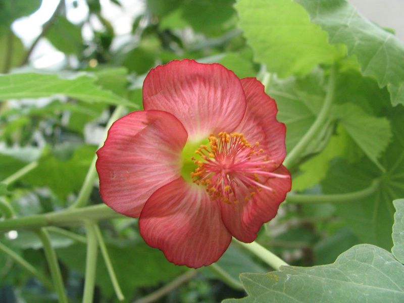 File:Abutilon menziesii - Ko'oloa'ula - fam-Malvaceae - stat-endangered.jpg