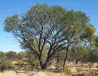 <i>Acacia pruinocarpa</i> Species of plant