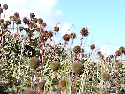 Acaena magellanica on Crozet Islands. Acaena magellanica, (Crozet Islands).jpg