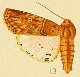 <i>Acanthodica chiripa</i> species of insect