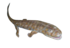 Acanthostega model (for cladogram).png