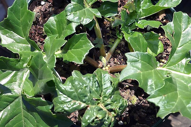 File:Acanthus mollis Latifolius 0zz.jpg