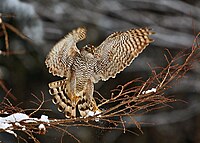 200px-Accipiter_nisus_1_%28Martin_Mecnarowski%29.jpg