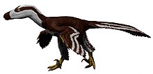 Life restoration of the Late Cretaceous dromaeosaurid ("raptor") Acheroraptor Acheroraptor NT small.jpg