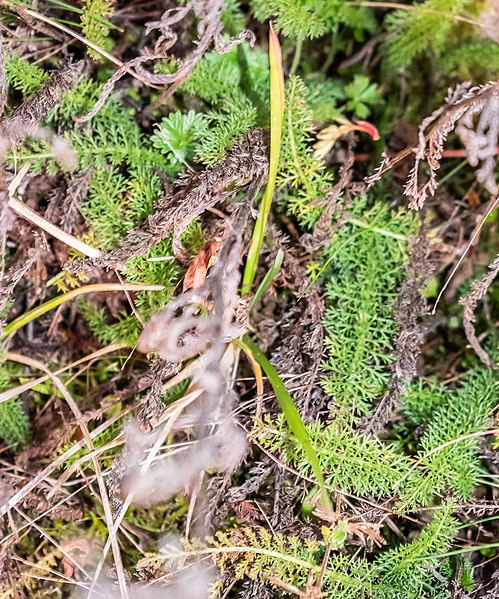 File:Achillea millefolium in Aveyron (7).jpg