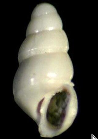 <i>Aclis sarsi</i> Species of gastropod