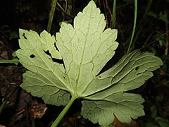 茎葉の裏面。葉脈に沿って屈毛が生え、葉柄に曲がった毛が生える。