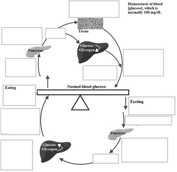 File:Actions of insulin vs. glucagon.jpg