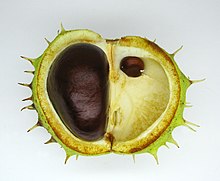 Aesculus hippocastanum fruit 6.jpg