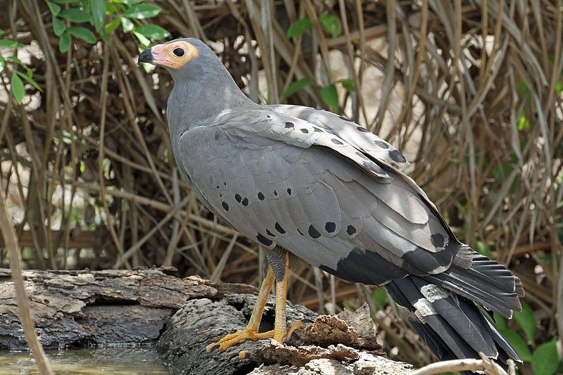 File:African Harrier-Hawk, Gambia June 2014 (14428121639).jpg