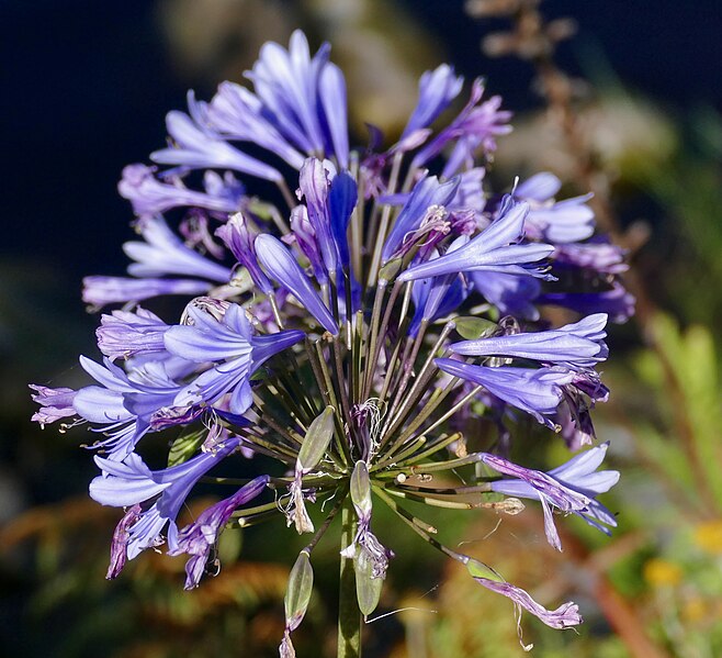 File:African Lily (Agapanthus africanus) (52887523854).jpg