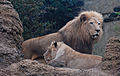 Male and female African lions