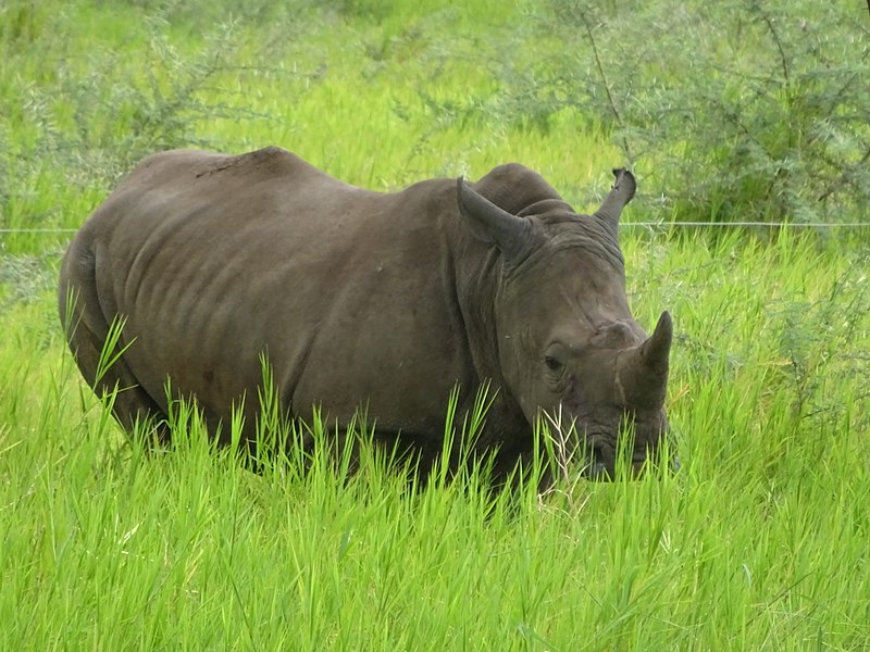 File:African Rhino 2.jpg