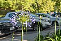 * Nomination: Agapanthus. --Rjcastillo 03:15, 14 December 2023 (UTC) * Review Technically good, but not a nice composition with the cars as background. --Plozessor 05:18, 14 December 2023 (UTC)