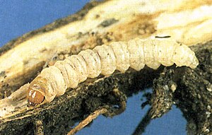 Caterpillar Agapeta zoegana caterpillar.jpg