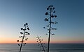 Image 231Agave americana flowers at sunrise, Mareta beach, Sagres, Portugal