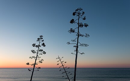 Agave americana flowers at sunrise, Mareta beach, Sagres, Portugal