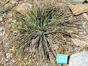 Agave tenuifolia - Jardin d'oiseaux tropicaux - DSC05000.JPG