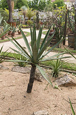 Vignette pour Agave vivipara