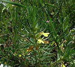 Ajuga chamaepitys inflorescence (15).jpg