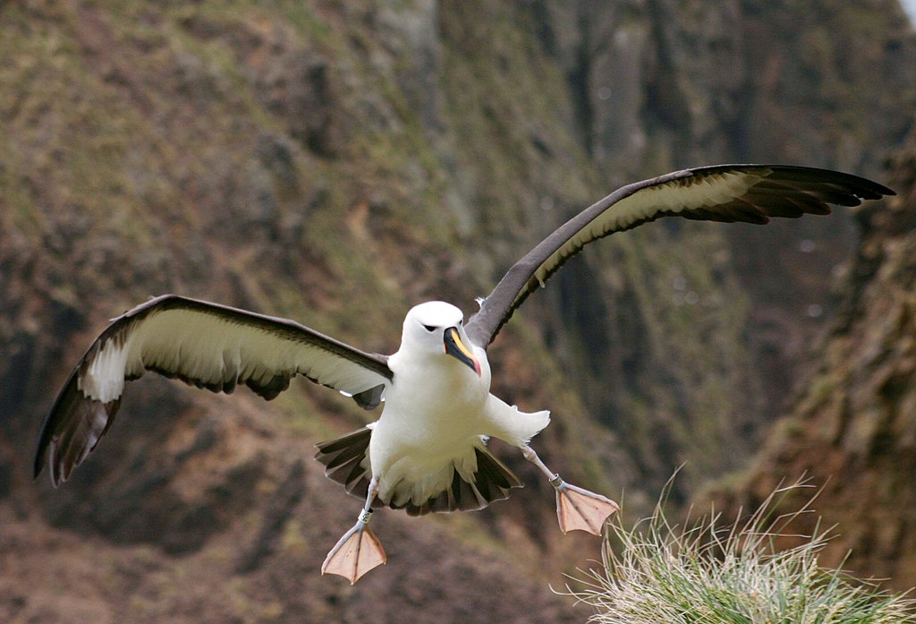 schaal Zo veel fusie File:Albatros à bec jaunes.JPG - Wikimedia Commons