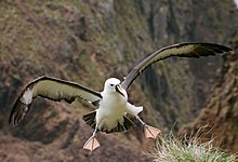 Albatros s roztiahnutými krídlami z čelného pohľadu, ako se tesne nad trávnatou zemou pripravuje na pristátie. Jeho krátke blanité nohy sú roztiahnuté do strán a natiahnuté dole s očakávaním dosadenia na zem