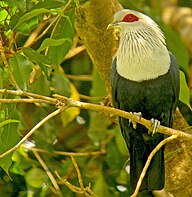 State Bird of The Federal Islamic Republic of The Comoros