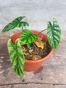 Alocasia sinuata (Philippines) 0010.jpg