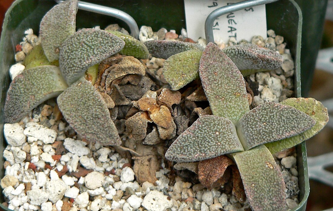 Aloinopsis