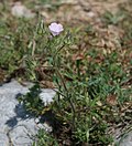 Althaea hirsuta.jpg